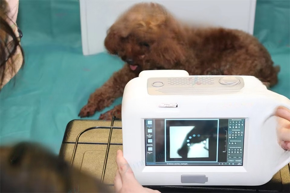 جهاز أشعة سينية بيطري، جهاز أش - مراجعة Veterinary X-Ray وسعره